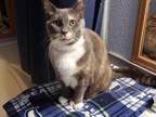 Adopt Belle (fka Bell) a Calico / Mixed cat in Battle Ground, WA (33688230)