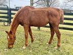Adopt InMemoryOfNancy a Chestnut/Sorrel Thoroughbred / Mixed horse in