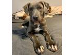Adopt Sage a Weimaraner / Terrier (Unknown Type, Medium) / Mixed dog in