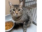 Adopt Ronnie a Gray or Blue Domestic Shorthair / Domestic Shorthair / Mixed cat