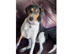 Adopt Sophie a White - with Brown or Chocolate Coonhound (Unknown Type) / Mixed