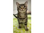 Adopt Kevin a Brown or Chocolate Domestic Shorthair / Domestic Shorthair / Mixed