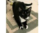 Adopt Roberta - foster a Brown Tabby American Shorthair / Mixed (short coat) cat