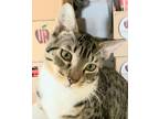 Adopt Freda - foster a Brown Tabby Domestic Shorthair / Mixed (short coat) cat