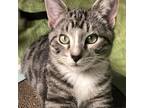 Adopt Steven a Gray or Blue Domestic Shorthair / Mixed cat in Long Beach