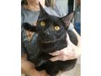Adopt Rocket a All Black Domestic Shorthair (short coat) cat in Green Valley