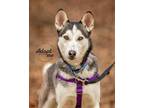 Adopt IPSY a Gray/Silver/Salt & Pepper - with White Husky / Mixed dog in