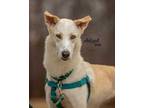 Adopt SPIRIT a Tan/Yellow/Fawn - with White Husky / Mixed dog in Methuen