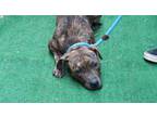 Adopt ROSE NYLUND a Brindle American Pit Bull Terrier / Mixed dog in Charlotte