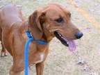 Adopt MCGRUFF a Red/Golden/Orange/Chestnut Redbone Coonhound / Mixed dog in
