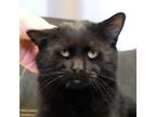Adopt Fang a All Black Domestic Shorthair / Domestic Shorthair / Mixed cat in