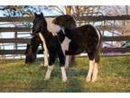 Adopt Rex a Black Tennessee Walking Horse / Grade / Mixed horse in Louisville