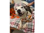 Adopt Melody a Gray/Silver/Salt & Pepper - with White Pit Bull Terrier / Mixed