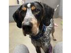 Adopt Bob Barker a Gray/Blue/Silver/Salt & Pepper Bluetick Coonhound / Mixed dog