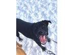 Adopt Cabbage a Black Labrador Retriever / Collie / Mixed dog in Kokomo