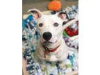 Adopt Louie a White Mixed Breed (Medium) / Mixed dog in Columbus, OH (33686681)