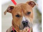Adopt ATLAS a Tan/Yellow/Fawn American Pit Bull Terrier / Mixed dog in West
