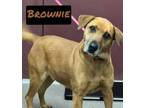 Adopt Brownie a Brown/Chocolate Shepherd (Unknown Type) / Mixed dog in