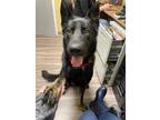 Adopt Bear a Black German Shepherd Dog / Mixed dog in Norfolk, VA (33686668)