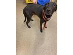 Adopt GRETCHEN a Black Labrador Retriever / Mixed dog in Fort Myers