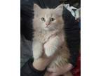 Adopt CHIP a Tan or Fawn Tabby Domestic Mediumhair / Mixed (medium coat) cat in