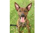 Adopt MINA a Brindle American Pit Bull Terrier / Mixed dog in Fort Myers