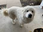 Adopt Yeti a White Samoyed / Mixed dog in Crothersville, IN (33693813)