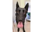Adopt Scamp a Black German Shepherd Dog / Mixed dog in Norfolk, VA (33686667)