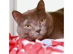 Adopt Peeta a Gray or Blue Domestic Shorthair / Domestic Shorthair / Mixed cat