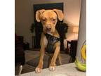 Adopt Barney a Tan/Yellow/Fawn - with White Pit Bull Terrier / Boxer dog in
