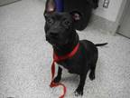 Adopt Sheena a Black Mixed Breed (Large) / Mixed dog in Montreal, QC (33693699)