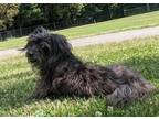 Adopt Nadia a Black - with Tan, Yellow or Fawn Schnauzer (Miniature) / Mixed dog