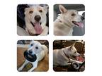 Adopt King a White German Shepherd Dog / Husky / Mixed dog in Mishawaka