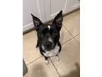 Adopt Belle a Black - with White Jack Russell Terrier / American Pit Bull
