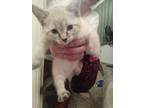 Adopt Pyroar a Domestic Shorthair / Mixed cat in Salt Lake City, UT (33693674)