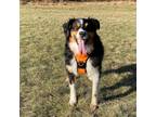 Adopt Nugget -Local a Australian Shepherd / Mixed dog in Barrington