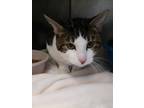 Adopt Kieran (Robeson St) a Domestic Shorthair / Mixed (short coat) cat in Fall