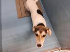 Adopt Maddie a Hound (Unknown Type) / Mixed dog in Mocksville, NC (33693628)