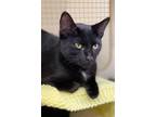 Adopt Ronnie a Domestic Shorthair / Mixed (short coat) cat in Ocala