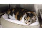 Adopt Genesis a Domestic Shorthair / Mixed (short coat) cat in Ocala