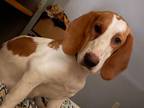 Adopt Annie a Basset Hound / Mixed dog in Salt Lake City, UT (33693433)