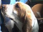 Adopt Charlotte a Basset Hound / Mixed dog in Salt Lake City, UT (33693432)