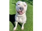 Adopt TUCKER a Gray/Silver/Salt & Pepper - with White American Pit Bull Terrier