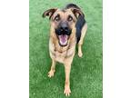 Adopt OSCAR a Brown/Chocolate - with Black German Shepherd Dog / Mixed dog in