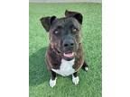 Adopt PETUNIA a Black - with White American Pit Bull Terrier / Mastiff / Mixed