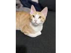 Adopt Sunnie a Spotted Tabby/Leopard Spotted Domestic Shorthair / Mixed cat in