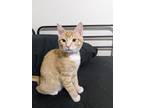 Adopt Nugget a Orange or Red (Mostly) Domestic Shorthair / Mixed cat in Manteca