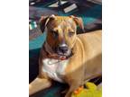 Adopt Captain a Tan/Yellow/Fawn - with White Pit Bull Terrier / Labrador