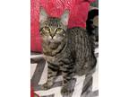 Adopt Tallulah a Domestic Shorthair / Mixed (short coat) cat in Duncan