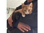 Adopt Rembrandt a Orange or Red Tabby Domestic Shorthair (short coat) cat in